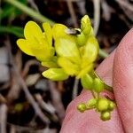 Biscutella laevigata Fiore