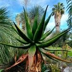 Aloe ferox Folha