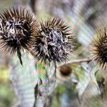 Arctium nemorosumПлод