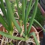 Allium fistulosum Lapas