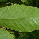 Miconia trinervia Leaf