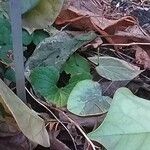 Campanula dolomitica Leaf