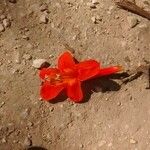 Tecoma capensis 花