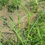 Tradescantia occidentalis Hoja