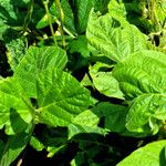 Neustanthus phaseoloides पत्ता