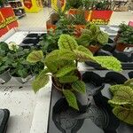 Pilea involucrata Habitus