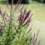 Lythrum salicaria Lorea