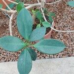 Ficus pertusa Blad