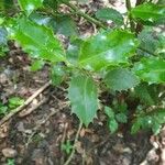Ilex aquifolium Лист