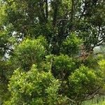Syzygium aromaticum ᱮᱴᱟᱜ