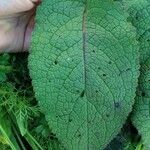 Verbascum nigrum Blatt