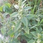 Amaranthus retroflexusBark