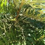 Grevillea robusta Folha