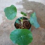 Jatropha podagricaFlower