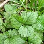 Potentilla indica Hoja