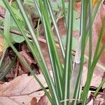 Crocus chrysanthus Φύλλο