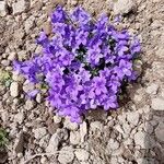 Campanula portenschlagianaFlower