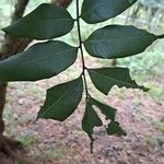 Dimocarpus longan Leaf