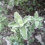 Cistus creticus Leaf