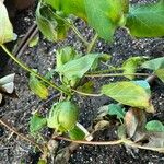 Gossypium herbaceum Fruit