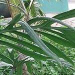 Philodendron elegans برگ