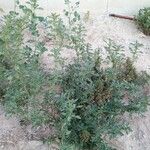 Amaranthus graecizans पत्ता