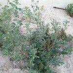 Amaranthus graecizans Leaf