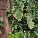 Philodendron ornatum Habit