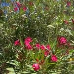 Nerium oleander 花