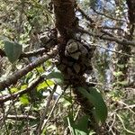 Cupressus goveniana Fruit