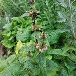 Phlomoides tuberosaFlor