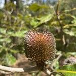 Banksia robur फूल