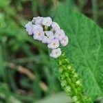 Heliotropium indicum Folha