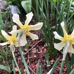 Narcissus × incomparabilis Lorea