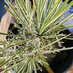 Yucca angustissima Leaf