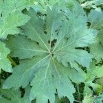 Petasites frigidus List