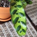 Calathea lancifolia Hoja
