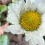 Bellis perennis花