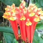 Scutellaria costaricana Květ