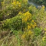 Solidago canadensisFlor