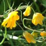 Hypecoum imberbe ফুল