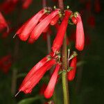 Penstemon eatonii Цвят