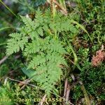 Cystopteris montana Leaf