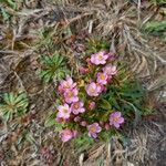 Centaurium littorale Flor