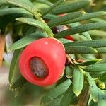 Taxus baccata Fruit