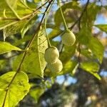 Styrax japonicus Fruto