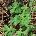 Geranium sibiricum List