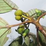 Coussapoa villosa Fruit