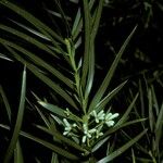 Podocarpus parlatorei Ffrwyth