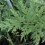 Selaginella stauntoniana 叶